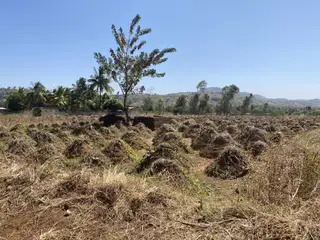 Local Food Tour